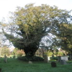 Lovely old tree in St Andrew's Churchyard