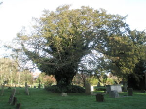 Lovely old tree in St Andrew's Churchyard